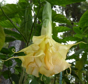 Goldflame Angel's Trumpet, Brugmansia x 'Goldflame'